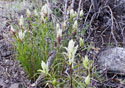 Castilleja caudata 